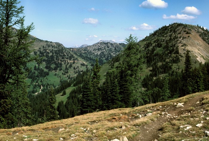 Mountainous Landscape with Pine Trees and a Winding Path
