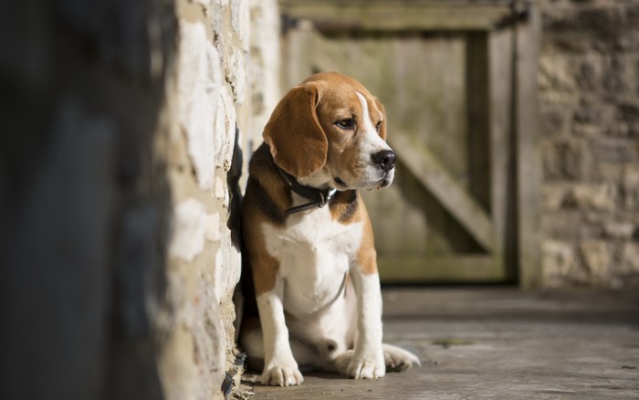 Beagle dog sitting by a stone wall