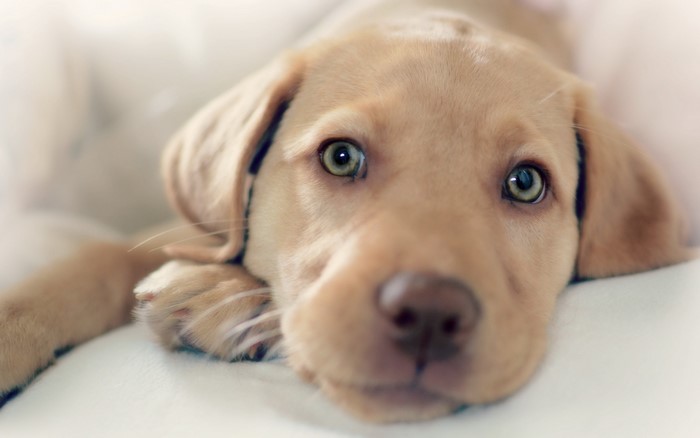 Golden Retriever puppy looking at the camera