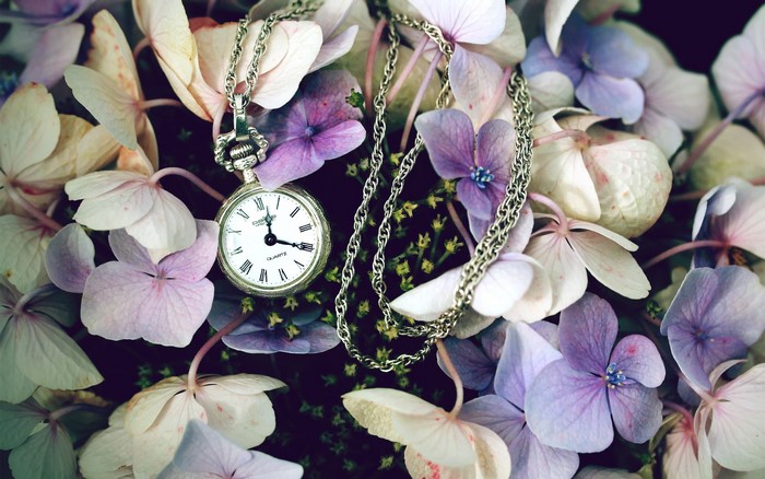 Pocket watch on hydrangea flowers