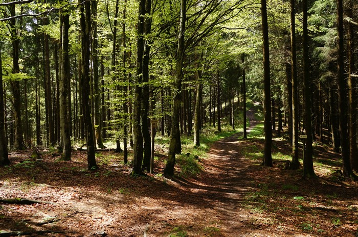 Forest trail in Gruyere, Switzerland