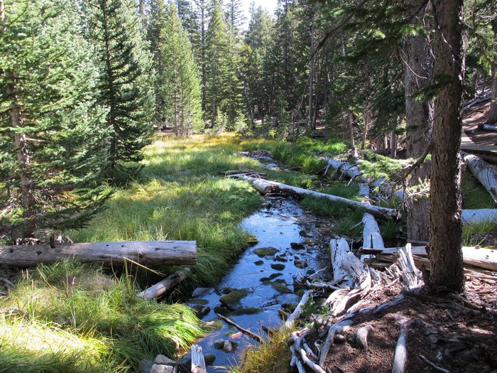Stream flowing through a forest in Nevada