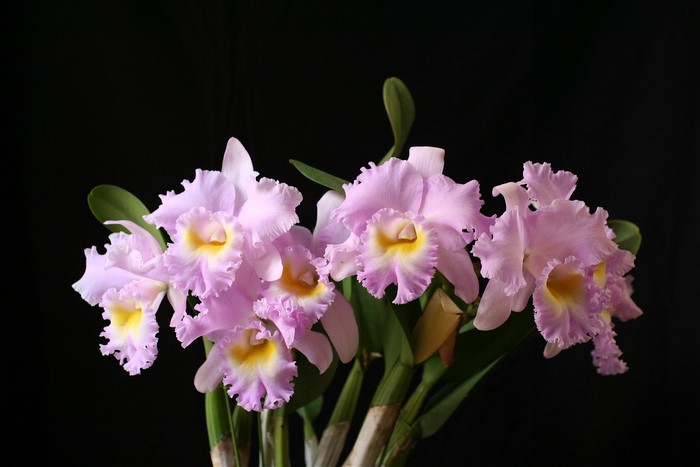 Pink Cattleya orchids with yellow centers