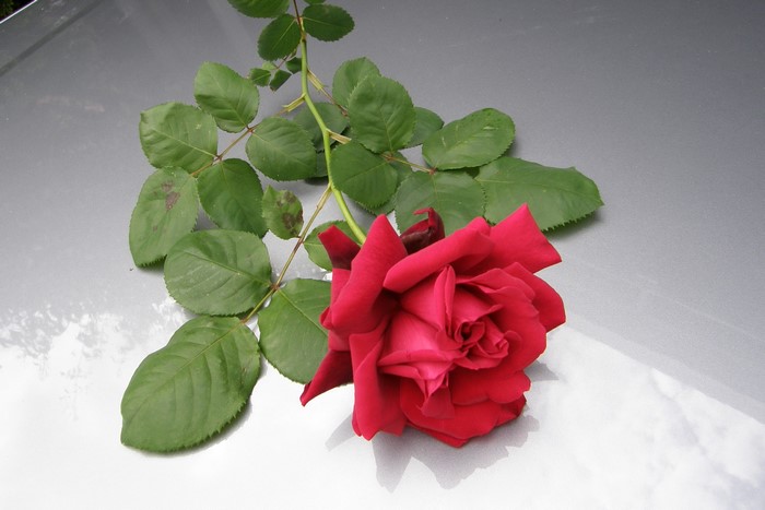 Red rose with green foliage on a grey surface