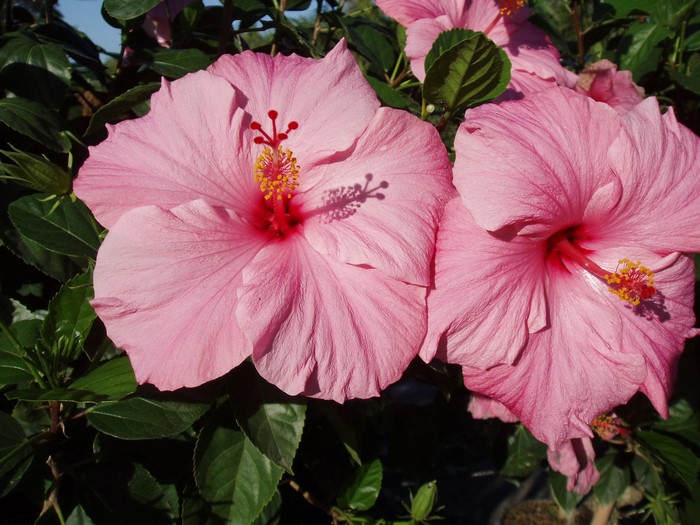 Two pink hibiscus flowers