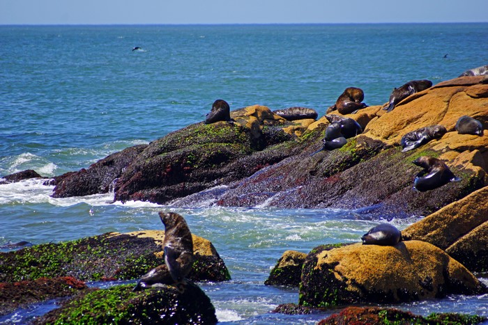 Seals resting on rocks by the ocean in Uruguay