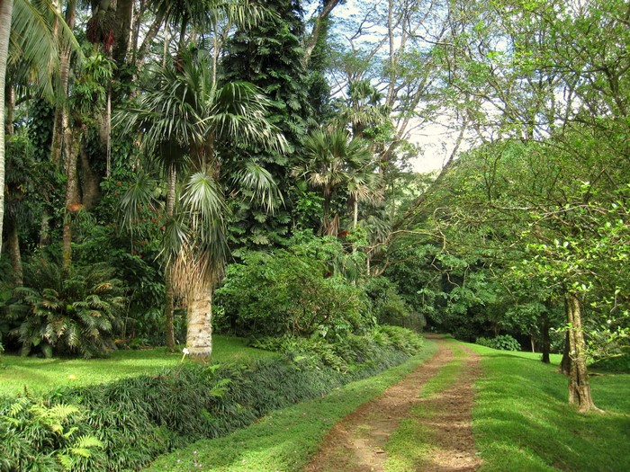 Path through a tropical forest at Lyon Arboretum, Oahu, Hawaii