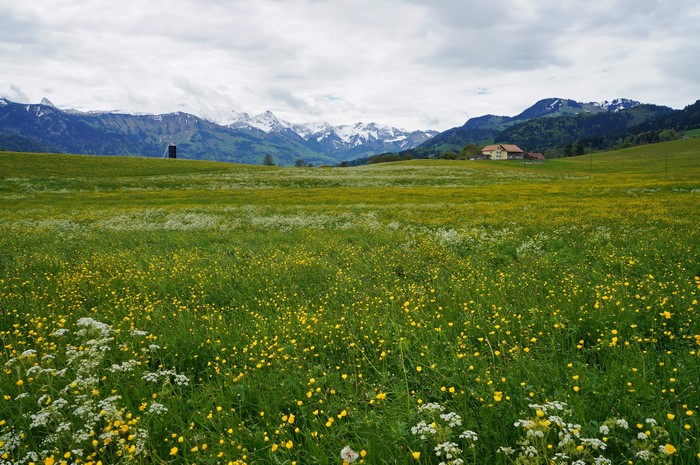4K Gruyere Switzerland Grasslands Scenery