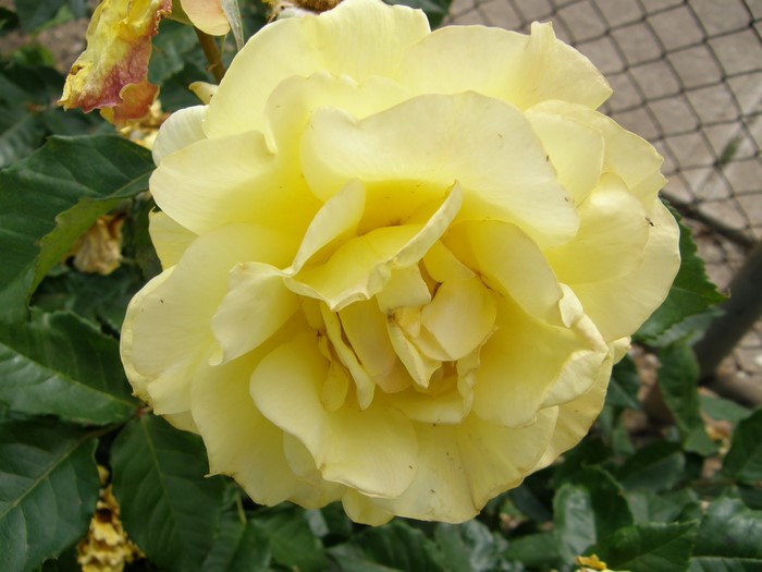 Yellow rose in bloom