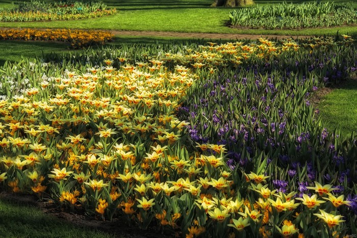 Flower beds with yellow and purple tulips in a park