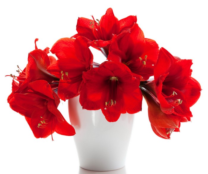 Red Amaryllis Flowers in a White Vase