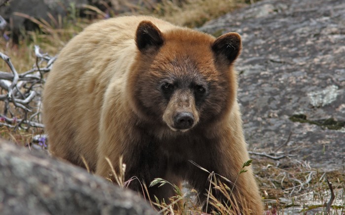 A brown bear with lighter fur on its back stands in a rocky, grassy area.