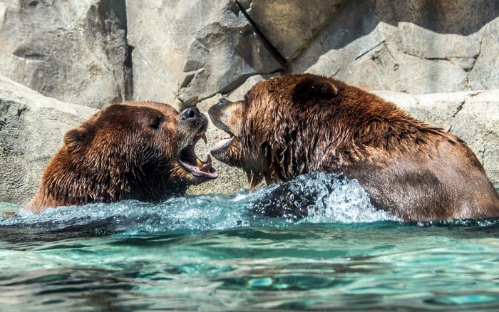 Two brown bears fighting in water