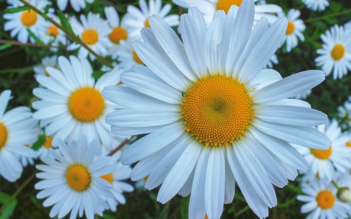 Close-up of white daisies with yellow centers