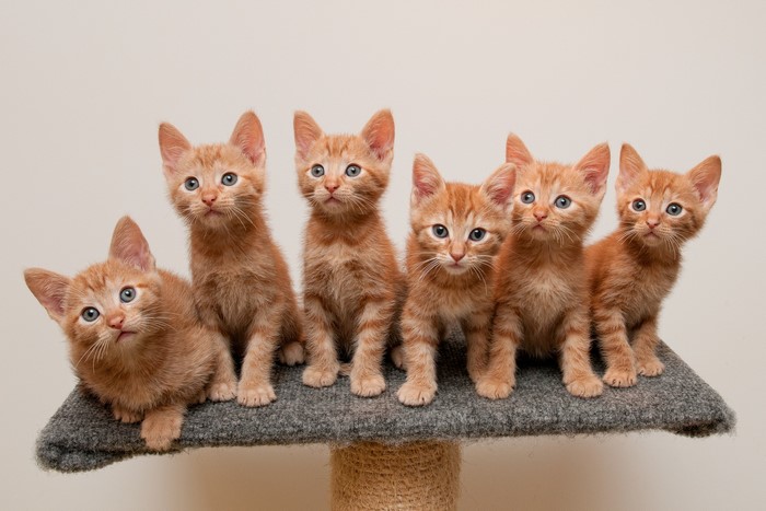 Group of Adorable Ginger Kittens Sitting Together
