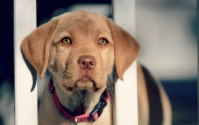 Puppy with green eyes and pink collar