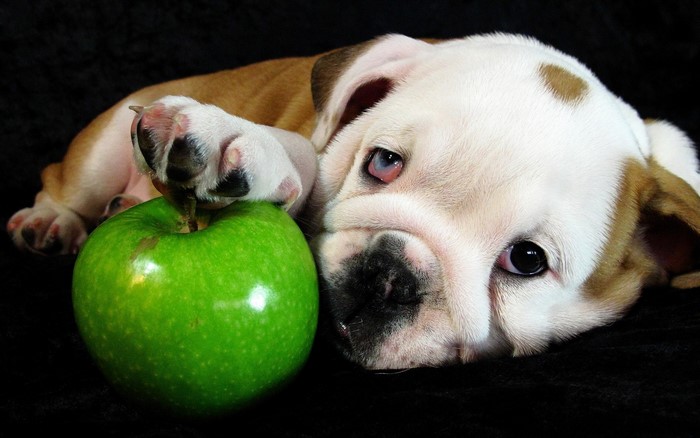 Bulldog puppy with a green apple on a black background