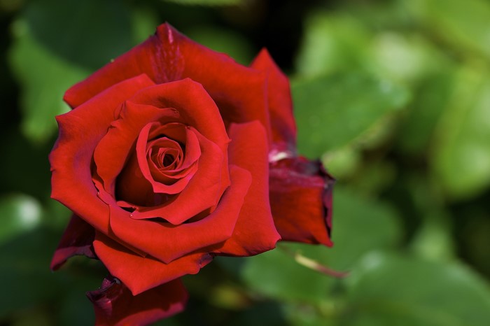 Close-up of a red rose with green foliage