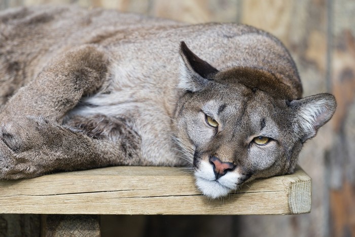 Puma lying on a wooden surface