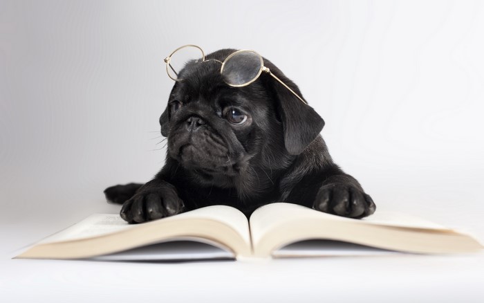 Black pug puppy wearing glasses reading a book