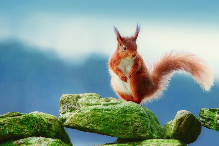 Red squirrel on mossy rocks with blue background