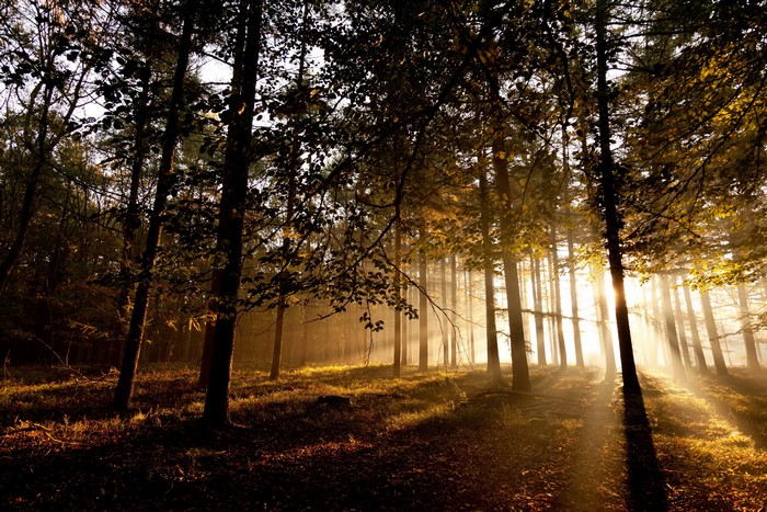 Sunlight filtering through trees in a forest