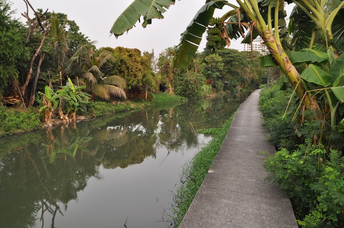 Canal path with tropical trees and reflections in Thailand
