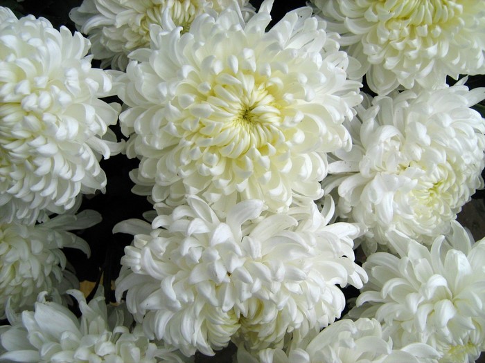 White Chrysanthemums