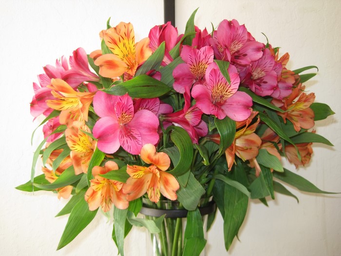 Pink and orange Alstroemeria flowers in a bouquet