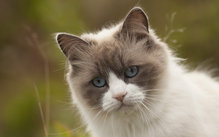 Ragdoll cat with blue eyes looking sideways