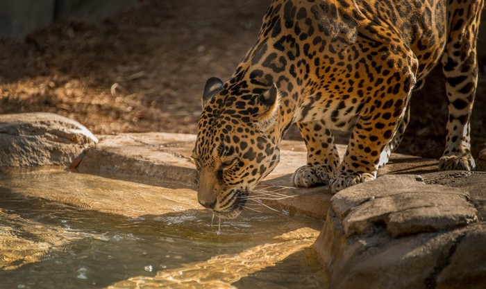 Jaguar drinking water from a pool