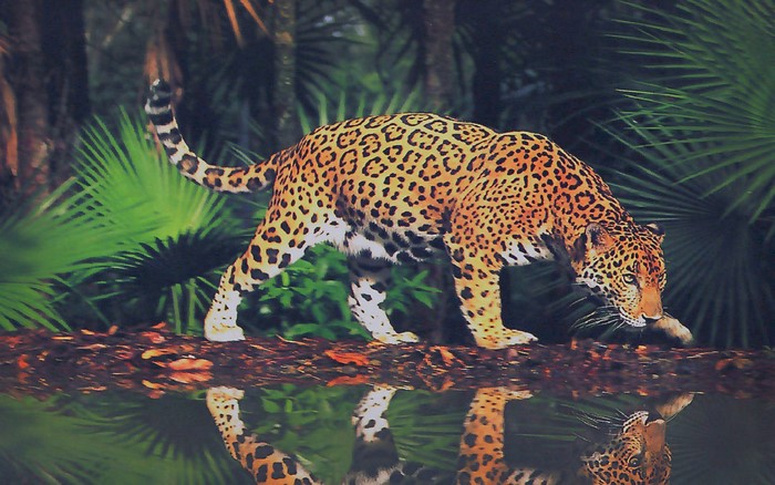 Jaguar walking on a log reflected in water