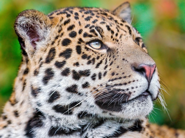 Close-up of a Jaguar's face