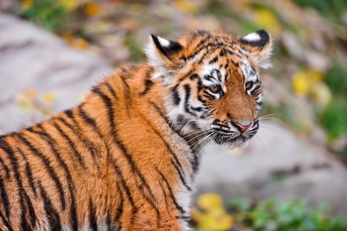 Tiger cub with black stripes