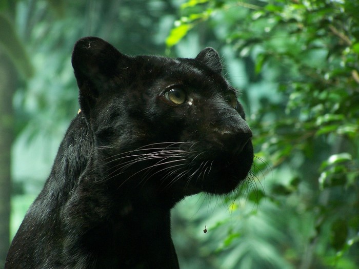 Black Panther looking to the side