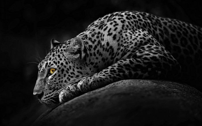 Leopard resting on a rock