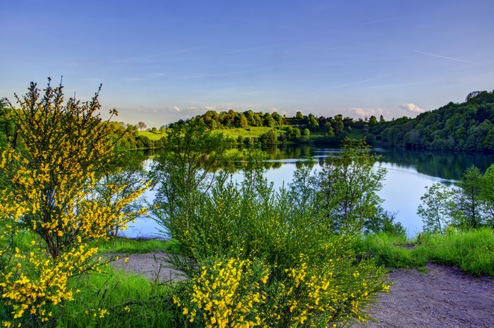 4K lake scenery with yellow flowers
