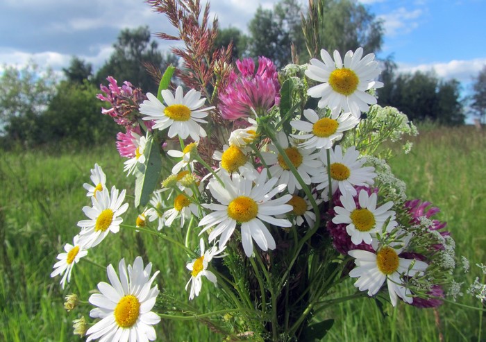 Bouquet of daisies and clover in a field