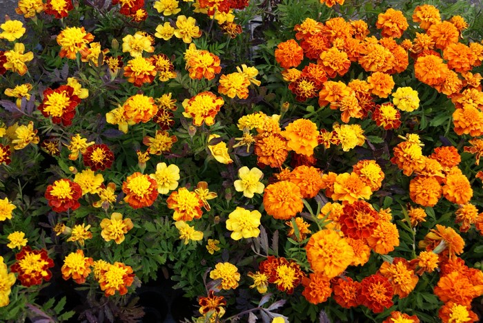 A bed of marigolds in various shades of orange and yellow