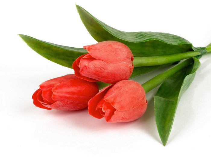 Three red tulips with green leaves on white background