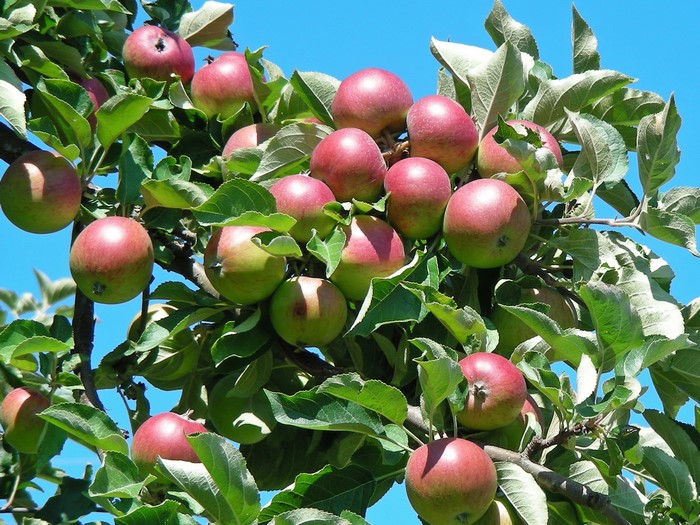 Apples on a tree branch with green leaves