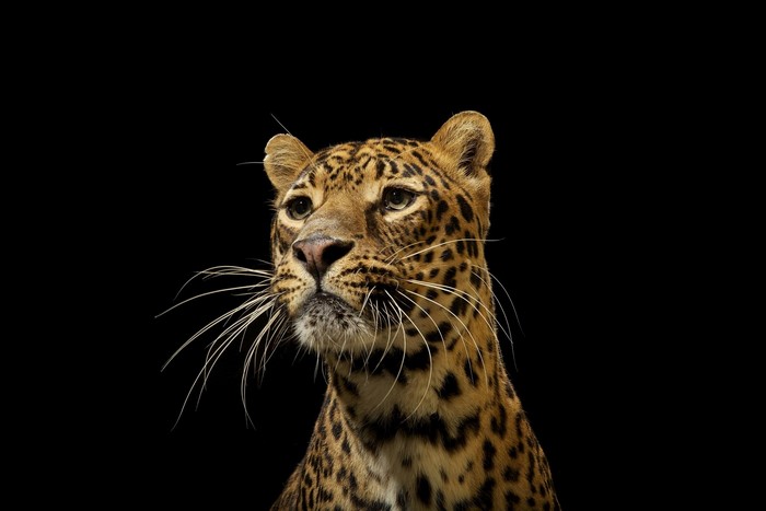 Leopard with long whiskers looking up