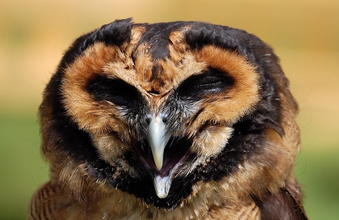 Close-up of a Barn Owl with mouth open