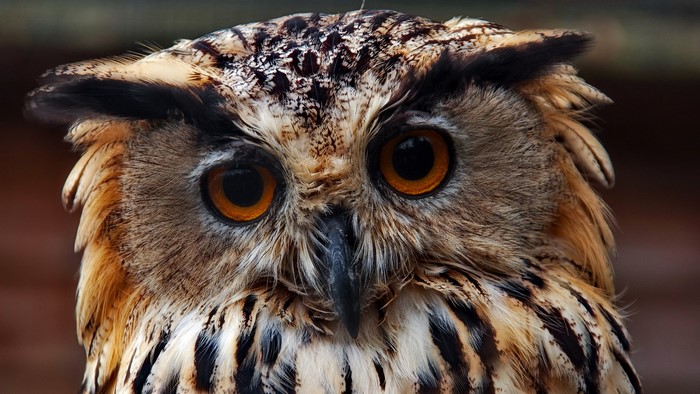 Close-up of an owl's face with orange eyes