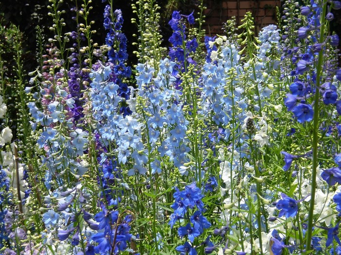 A field of blue and purple delphinium flowers