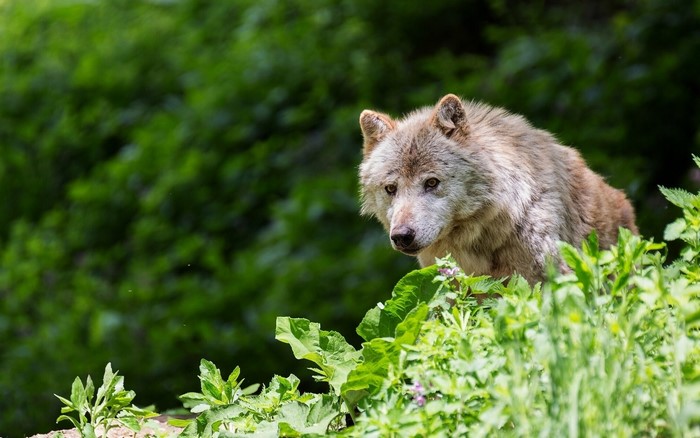 Wolf peeking through green foliage