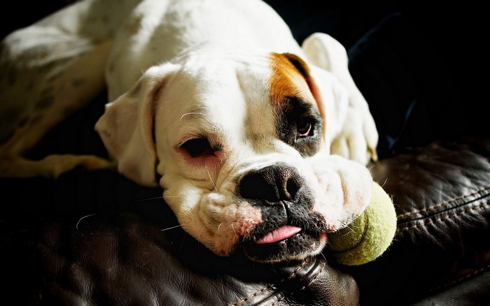 Boxer dog with a tennis ball on a couch