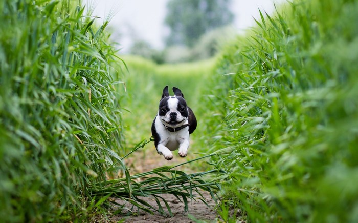 Boston Terrier jumping through a grassy field