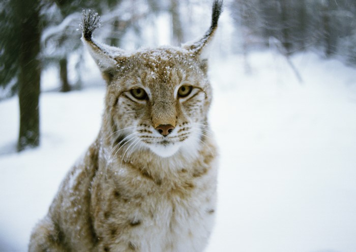 Lynx sitting in the snow