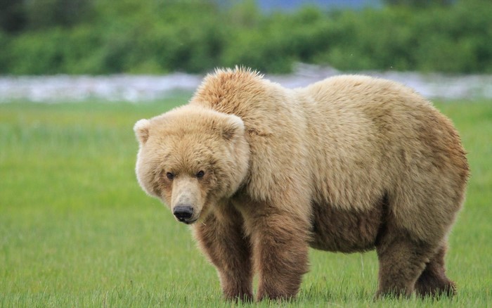 Brown bear standing in a grassy field